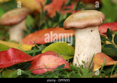 Pilze wachsen in einem Wald im Herbst Stockfoto