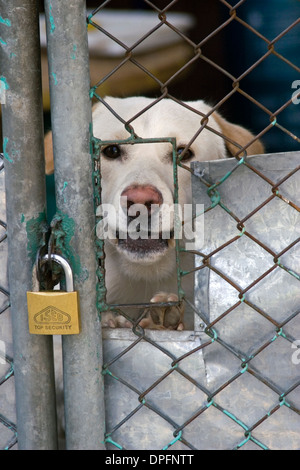 Ein Hund ist durch ein Tor verschlossen Draht an einem Haus auf einer Stadtstraße in Chiang Rai, Thailand suchen. Stockfoto