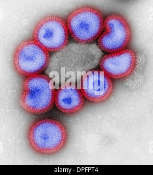 TEM des Influenza-virus Stockfoto