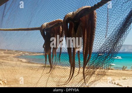 Polyp, pori, Koufonissia, Koufunissi, Koufonisia, Kykladen-Inseln, Griechenland Stockfoto