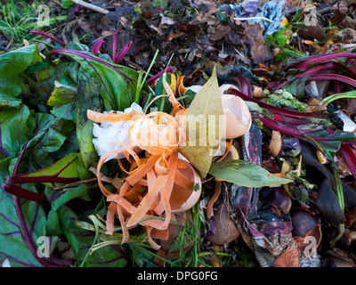 Pflanzenabfälle Rote Bete Blätter zerkleinerte Karotten Gemüse in KOMPOST Müllhaufen im Garten Kompost Haufen in Wales UK KATHY DEWITT Stockfoto