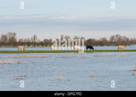 Kühe weiden auf überschwemmten Wiesen in Cambridgeshire UK Stockfoto