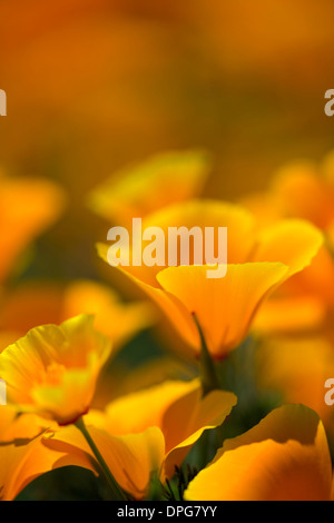 California Mohn (Eschscholzia Californica) in der Columbia River Gorge in Oregon. USA Stockfoto