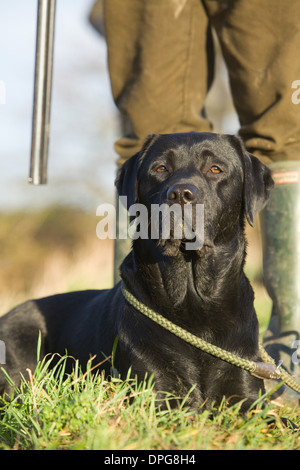 Ein schwarzer Labrador Retriever mit seinem Besitzer auf einem Fasan schießen in England Stockfoto