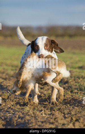 Eine Leber und weißen English Springer Spaniel Abrufen eines Hasen auf ein Shooting in England Stockfoto