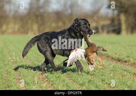 Ein schwarzer Labrador Retriever abrufen eine Ente auf einem Shooting in England Stockfoto