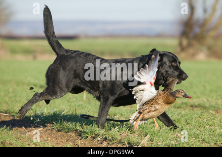 Ein schwarzer Labrador Retriever abrufen eine Ente auf einem Shooting in England Stockfoto