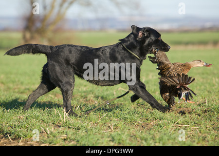 Ein schwarzer Labrador Retriever abrufen eine Ente auf einem Shooting in England Stockfoto