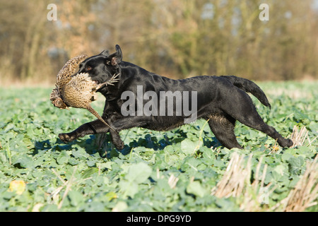 Ein schwarzer Labrador Retriever abrufen ein Fasan auf ein Shooting in England Stockfoto