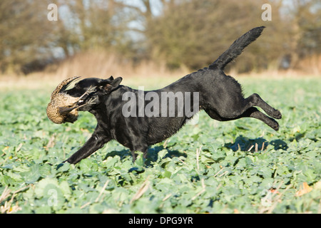 Ein schwarzer Labrador Retriever abrufen ein Fasan auf ein Shooting in England Stockfoto