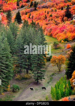 Pferde weiden im Tal der Herbst Aspen und Ahornbäume Stockfoto