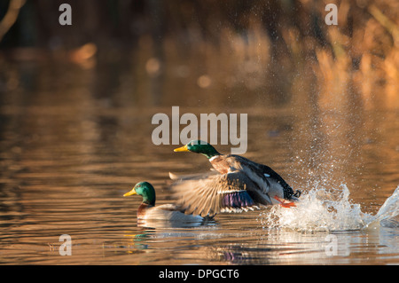 Eine Stockente (Anas Platyrhynchos) Drake startet vom Wasser, North Texas Stockfoto