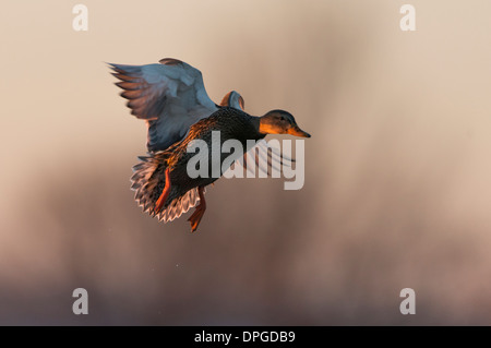 Eine Henne Stockenten (Anas Platyrhynchos) im Flug, North Texas Stockfoto