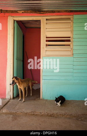 Katze und Hund am Straßenrand außerhalb bunte Gebäude Stockfoto