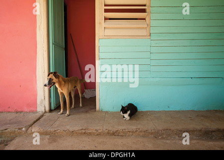 Katze und Hund am Straßenrand außerhalb bunte Gebäude Stockfoto