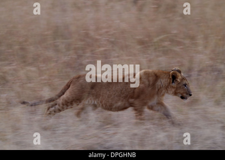 Löwin, die Bewegung durch den Rasen Masai Mara, Kenia, Afrika Stockfoto