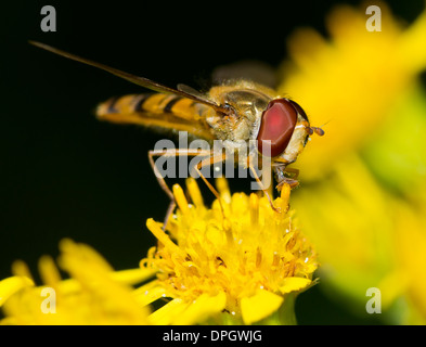 Ein Hoverfly auf ein Löwenzahn, Syrphidae Stockfoto