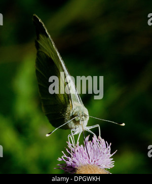 Ein Holz weißer Schmetterling auf einer Distel Blume, Leptidea Sinapis Fütterung Stockfoto