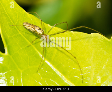 Eine lange jawed Orb Weaver Spinne saß auf einem Fatsia Blatt, Tetragnathidae Stockfoto