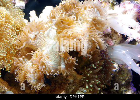 Eleganz oder Ridge Catalaphyllia jardinei Coral () Stockfoto