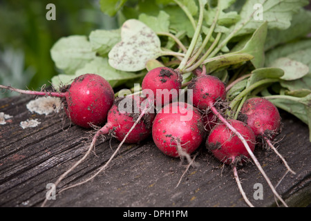 frische Radieschen auf dunkle boards Stockfoto