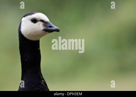 Eine Weißwangengans (Branta Leucopsis) Kopf und Hals auf einem einfachen grünen Hintergrund isoliert Stockfoto