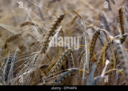 Weizen, die Reifung in einem Feld Stockfoto