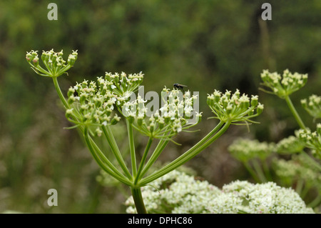 Spignel, Meum athamanticum Stockfoto