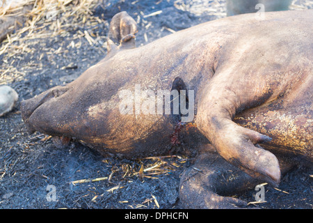 Traditionelle Art und Weise des Tötens ein Schwein in ländlichen Rumänien - gebrannten Schwein Stockfoto