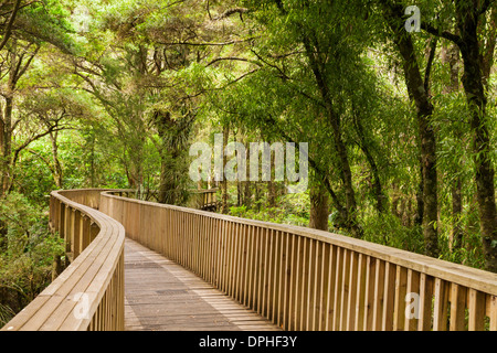 Überdachunggehweg, 14 Meter über dem Waldboden, im AH Reed Memorial Park, Whangarei. Stockfoto