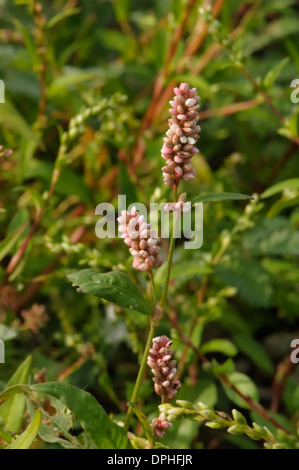 Rotschenkel, Persicaria maculosa Stockfoto