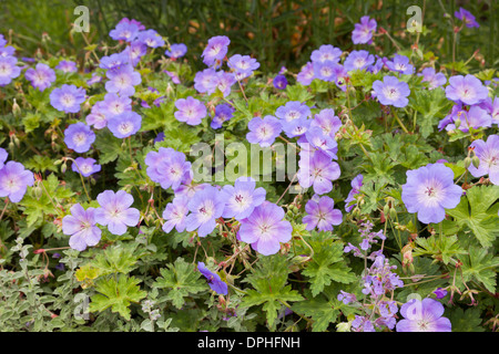 Geranie Gerwat oder Geranium Rozanne in Bptanic Gärten Auckland, Neuseeland. Stockfoto