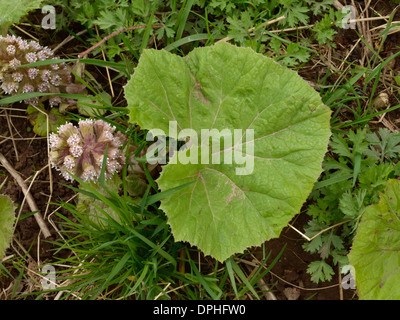 Pestwurz, Petasites Hybridus Blatt und Blumen Stockfoto