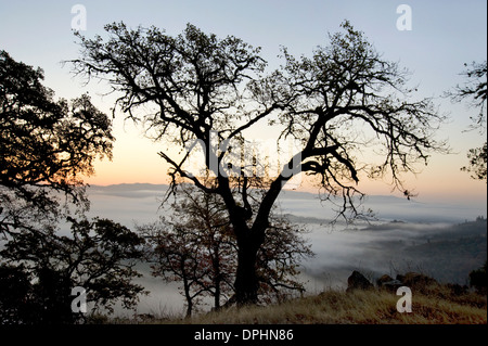 Morgendämmerung in Mendocino County Stockfoto