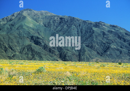 Elk248-1748 Kalifornien, Death Valley Nationalpark, Frühling Darstellung von Blumen, Wüste Sonnenblumen Stockfoto