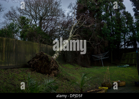 Silver Birch Wurzeln Baum Gartenzaun heruntergefallen Stockfoto