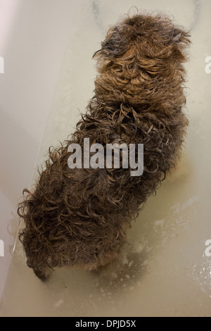 lange Haare Hund häusliche Border Terrier Hund Bad Stockfoto