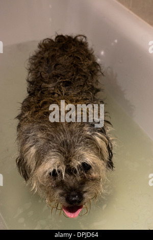 lange Haare Hund häusliche Border Terrier Hund Bad Stockfoto