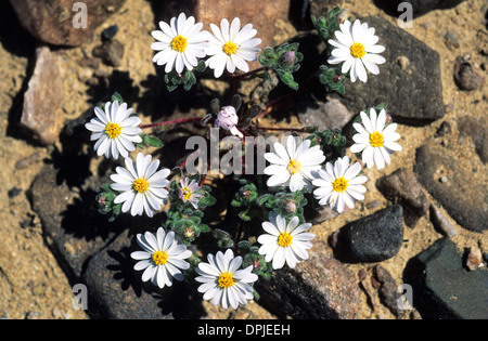 Elk248-1844 Kalifornien, Death Valley Nationalpark, Frühling Darstellung von Blumen, Desert Star Stockfoto