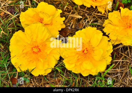 Viele Gelbe Seide Baumwolle Baum Blumen Stockfoto