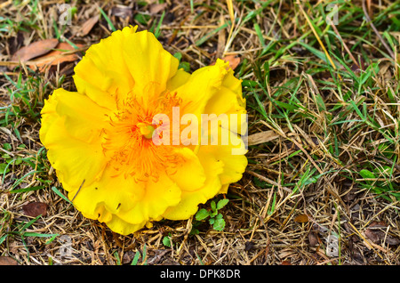 Yellow Cotton Tree Stockfoto