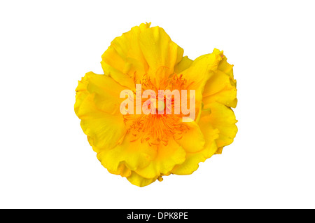 Gelbe Seide Baumwolle Baumwollblume auf weißem Hintergrund Stockfoto