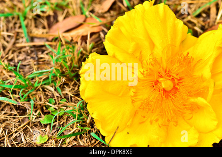 Gelbe Seide Baumwolle Blumen Stockfoto