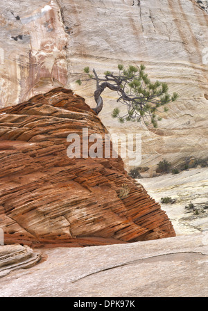 Ritzel-Kiefer wächst von oben eine Sandsteinformation, Zion Nationalpark, Utah, USA Stockfoto