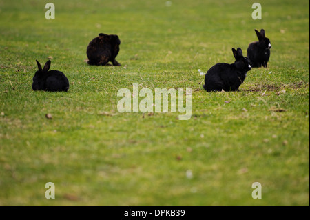 Osterhasen auf dem grünen Rasen. Zwei Kaninchen Essen Grasgrün Stockfoto