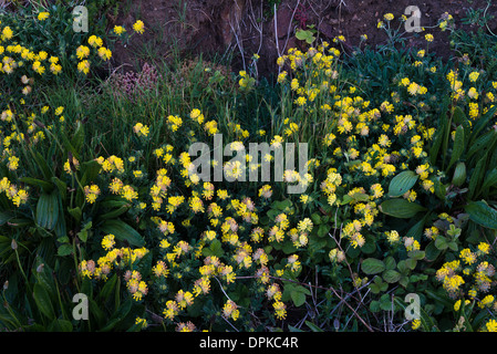 Niere Wicke (Anthyllis Vulneraria) blühen im Mai auf der bewachsenen Klippen bei Tankardstown, Grafschaft Waterford, Irland Stockfoto