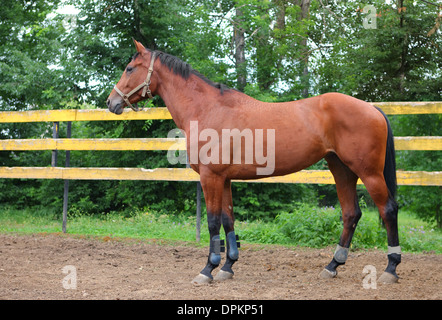 Holstein Bay Horse Farm Stockfoto