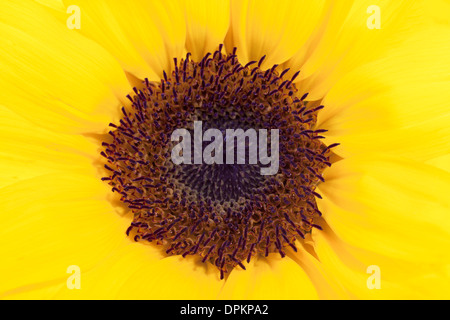 Full-Frame-Foto von gelben Sonnenblume mit geringen Schärfentiefe. Stockfoto