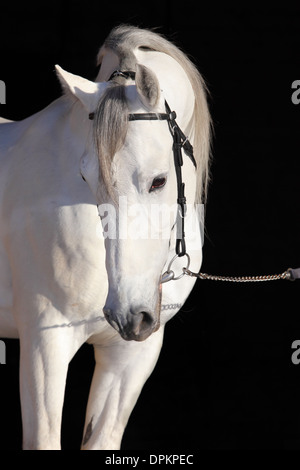 Weißen andalusischen Pferde (Pura Raza Espanola) in schwarzem Hintergrund, unaufdringlich, isolat Stockfoto