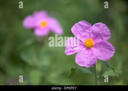 White-Leaved Rock Rose - Cistus Albidus Stockfoto